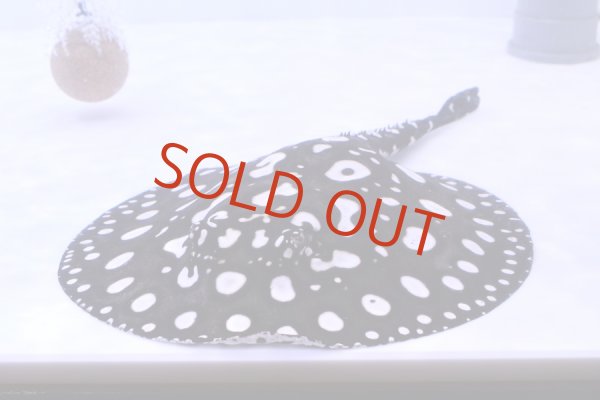 画像1: Big Spot  Diamond Polkadot stingray (1)