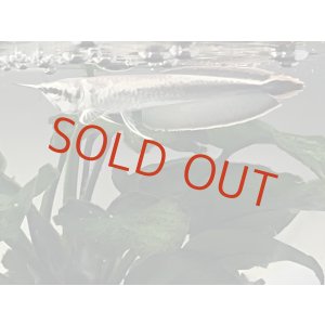 画像: Platinum Black Arowana