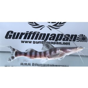 画像: ゼブラキャット