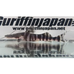 画像: ゼブラキャット