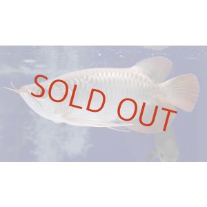 画像: Prominence Red Short Body