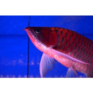 画像: Prominence Red