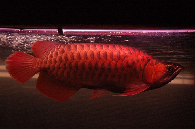 セミショート辣椒紅龍 アジアアロワナ アクリル水槽 淡水エイを扱うguriffinjapanへようこそ