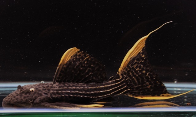 画像: ウルトラスカーレットトリムプレコ