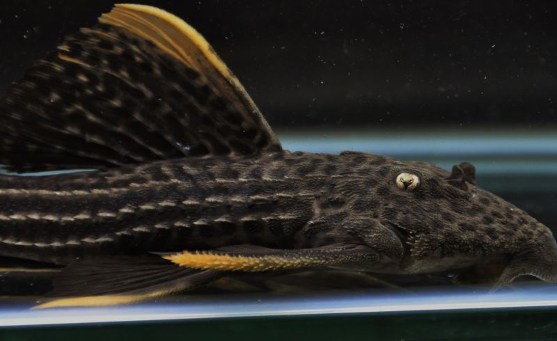 画像: ウルトラスカーレットトリムプレコ