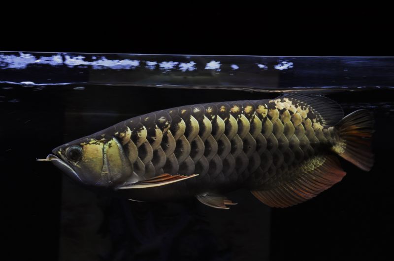 画像: Baloonセミショート