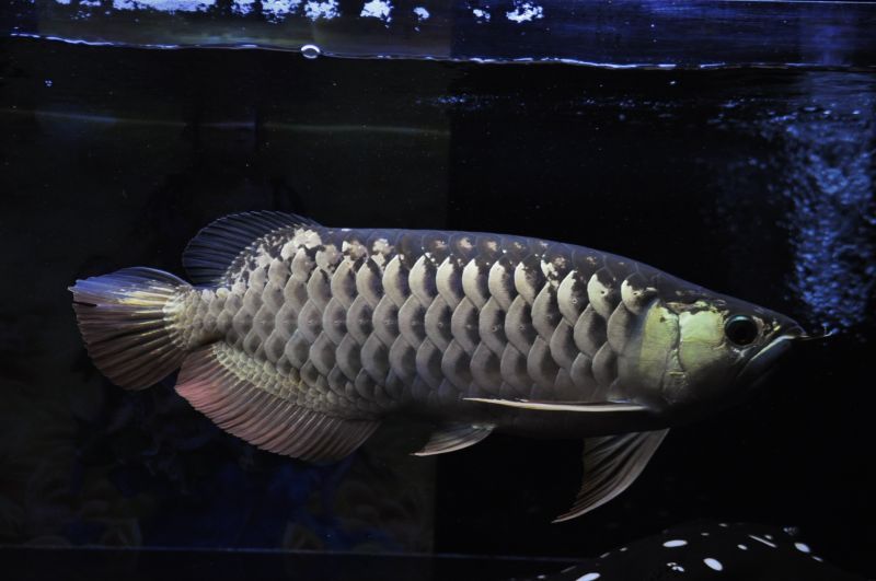 画像: Baloonセミショート