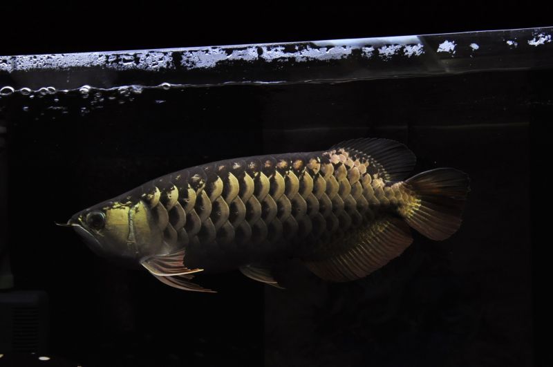 画像: Baloonセミショート