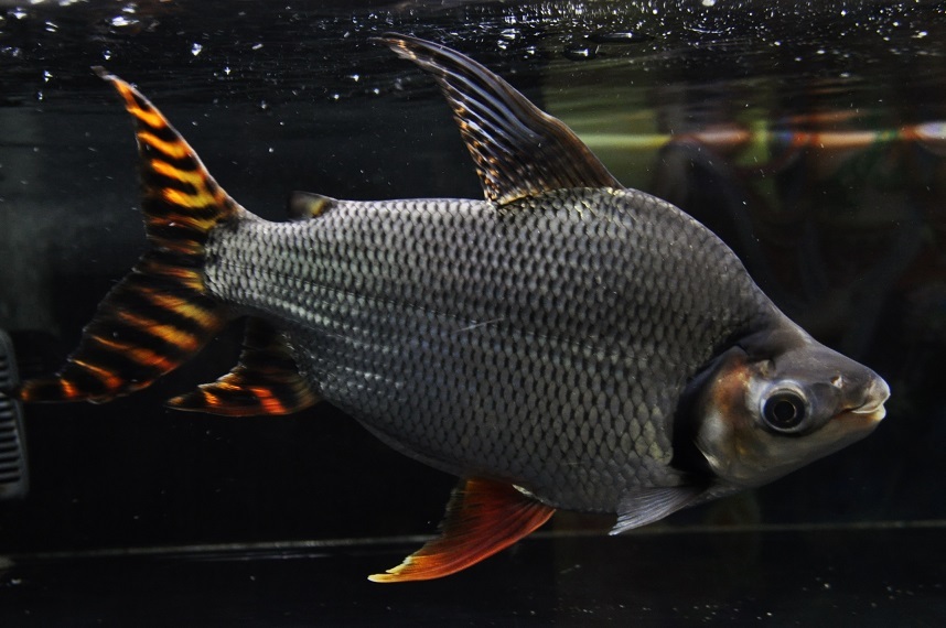 カラープロキロダスの飼い方|大型魚水槽の掃除に！、コケ取り