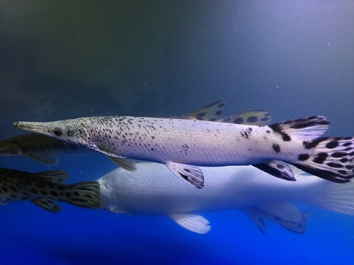 画像: プラチナトロピカルジャイアントガー