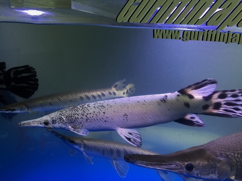 画像: プラチナトロピカルジャイアントガー