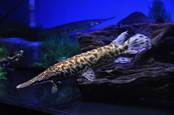 画像: Red Golden Giraffe Gar