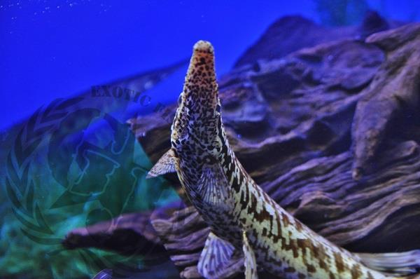 画像: Red Golden Giraffe Gar