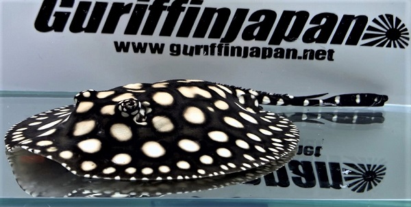 画像: Big Spot Diamond polkadot stingray
