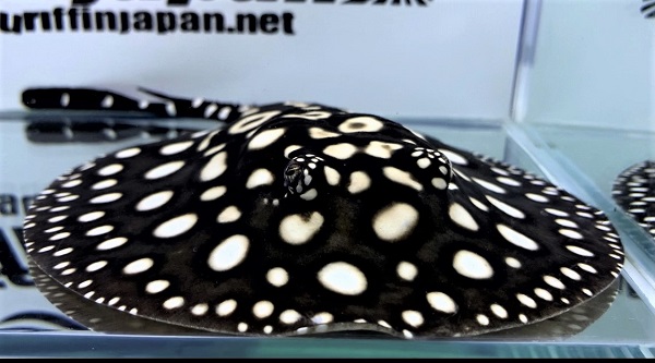 画像: Diamond Polkadot stingray