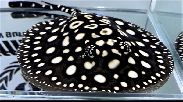 画像: Diamond Polkadot stingray