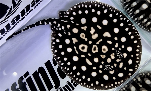 画像: Diamond Polkadot stingray