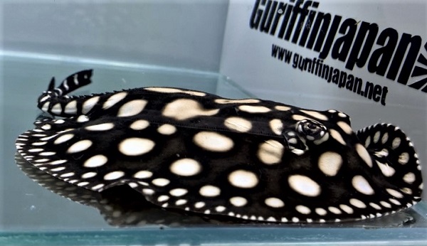 画像: Big Spot Diamond polkadot stingray