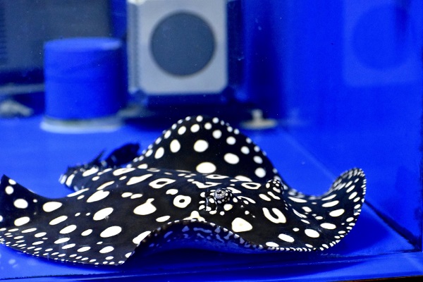 画像: Galaxy  Diamond Polkadot stingray