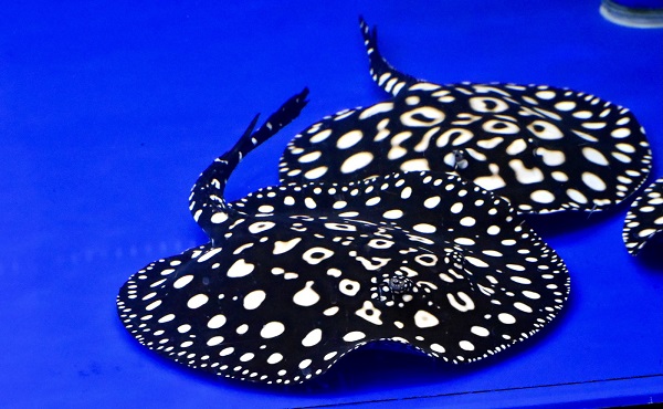 画像: Galaxy  Diamond Polkadot stingray