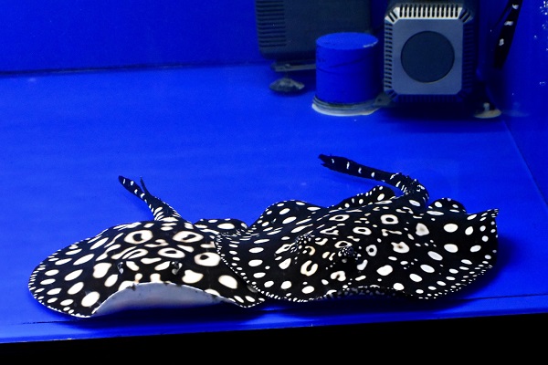 画像: Galaxy  Diamond Polkadot stingray