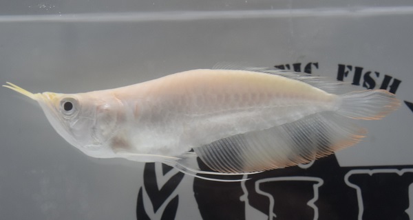 画像: Short body Albino Silver Arowana