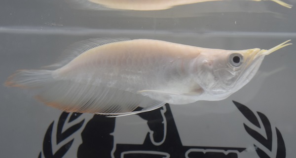 画像: Short body Albino Silver Arowana