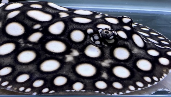 画像: Big Spot Galaxy  Diamond Polkadot stingray