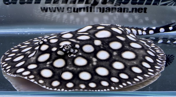 画像: Big Spot Galaxy  Diamond Polkadot stingray