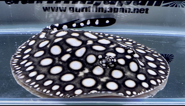 画像: Big Spot Galaxy  Diamond Polkadot stingray
