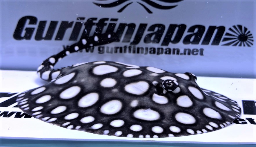 画像: Big Spot Galaxy  Diamond Polkadot stingray