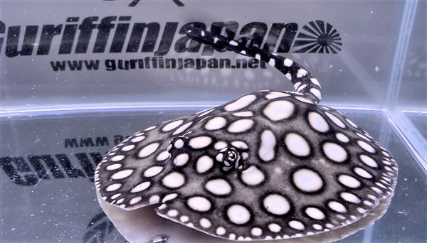 画像: Big Spot Galaxy  Diamond Polkadot stingray