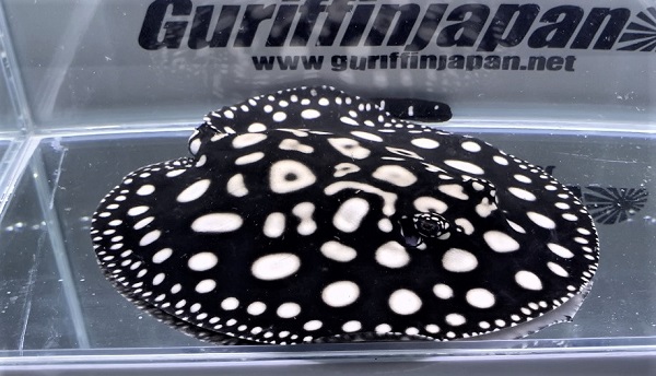 画像: Diamond Polkadot stingray