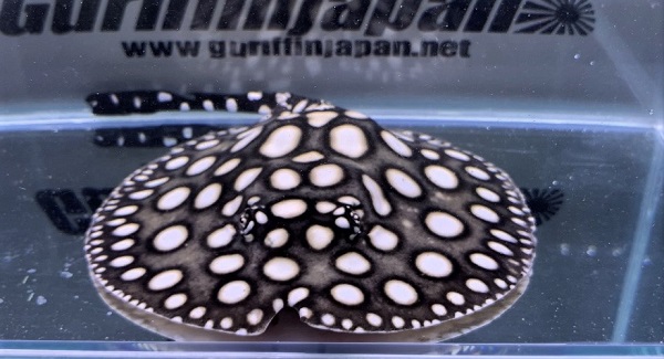 画像: Big Spot Galaxy  Diamond Polkadot stingray