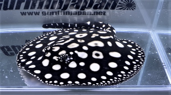 画像: Diamond Polkadot stingray