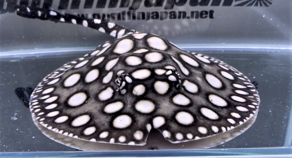 画像: Big Spot Galaxy  Diamond Polkadot stingray