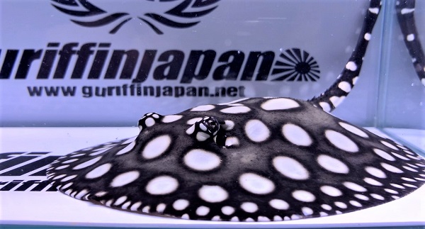 画像: White big spot Diamond Polkadot stingray