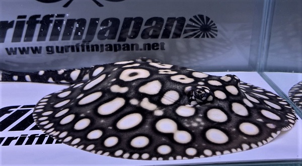 画像: Big Spot Galaxy  Diamond Polkadot stingray