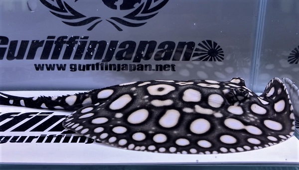 画像: Big Spot Galaxy  Diamond Polkadot stingray