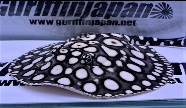 画像: Big Spot Galaxy  Diamond Polkadot stingray