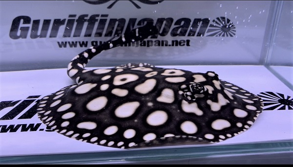 画像: Big Spot Galaxy  Diamond Polkadot stingray