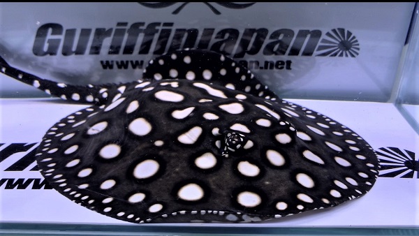 画像: White big spot Diamond Polkadot stingray