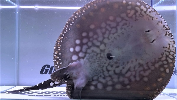 画像: White big spot Diamond Polkadot stingray