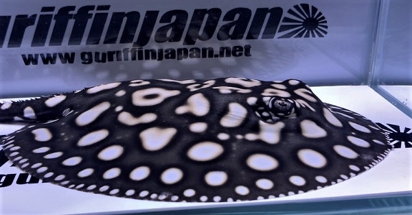 画像: Big Spot Galaxy  Diamond Polkadot stingray