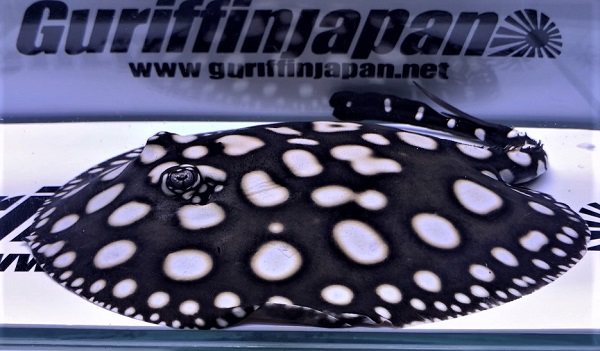 画像: Big Spot  Diamond Polkadot stingray