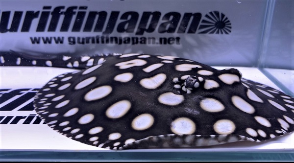 画像: Big Spot  Diamond Polkadot stingray