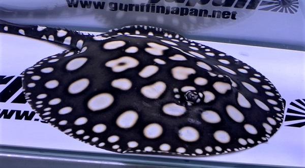 画像: Big Spot  Diamond Polkadot stingray