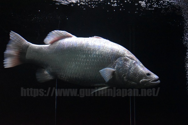 画像: Odd Eye Platinum Barramundi