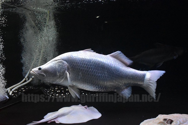 画像: Odd Eye Platinum Barramundi