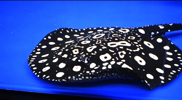 画像: Diamond Polkadot stingray